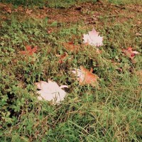 Foglie d'autunno in rame bruciato e levigato